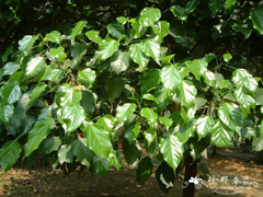 Burretiodendron hsienmu Hsienmu wood